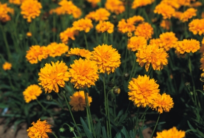 Picture of Coreopsis - Early Sunrise